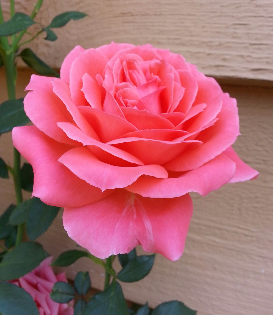  photo 20140823_112615-1_zpsvyn04zvy.jpg